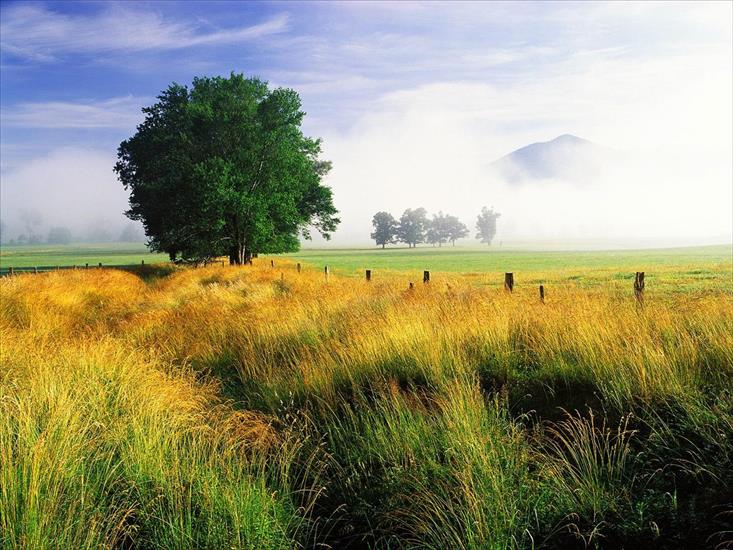 TAPETY WIDOKI - Wispy Field and White Oak, Great Smoky Mountains National Park, Tennessee.jpg
